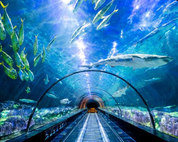 Underwater viewing tunnel at Sea World Orlando
